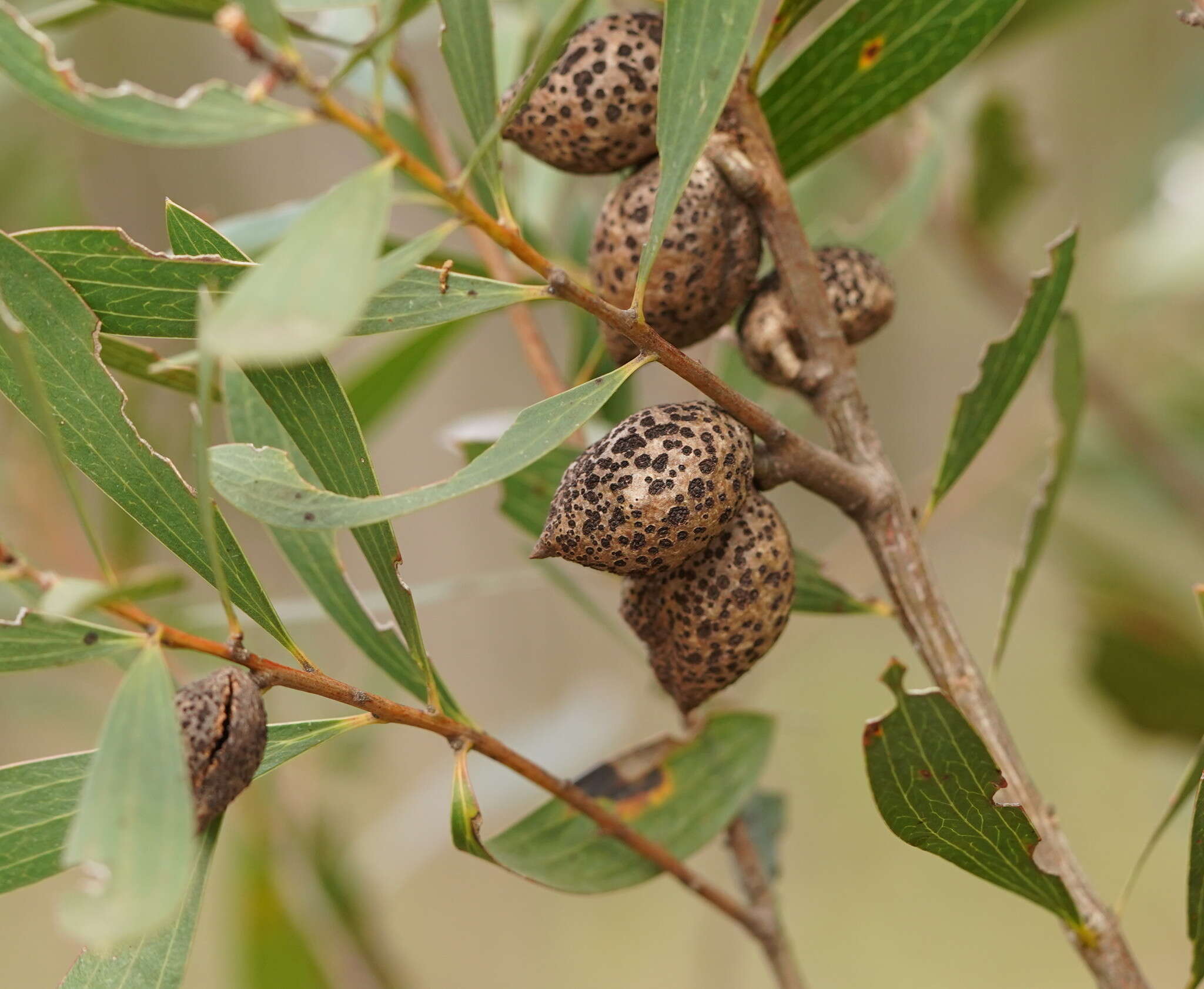 Image of Hakea dactyloides (Gaertn. fil.) Cav.