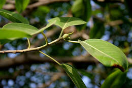 Imagem de Ficus benjamina L.