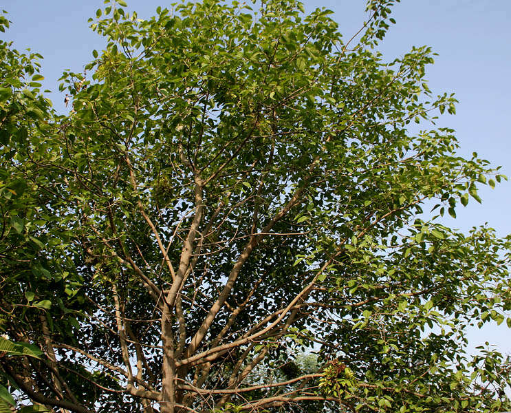 Imagem de Ficus benjamina L.