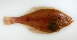 Image of Bering flounder