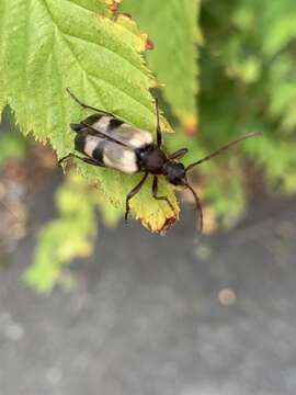 Sivun Dorcasina matthewsii (Le Conte 1869) kuva