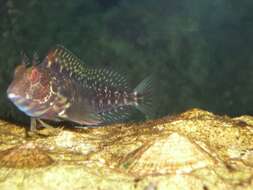 Image of Ringneck Blenny