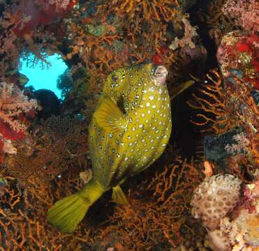 Image of Yellow boxfish