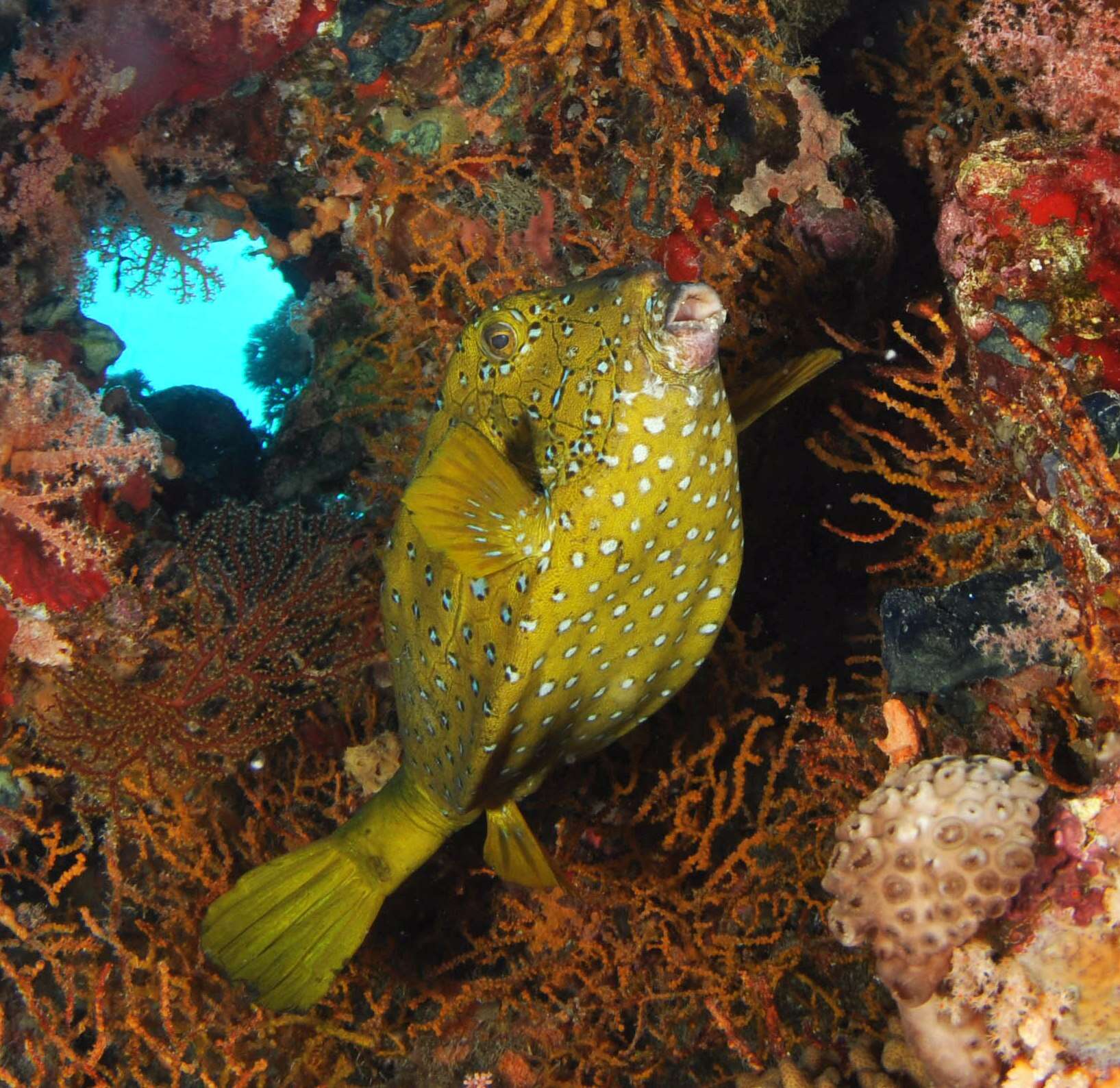 Image of Yellow boxfish