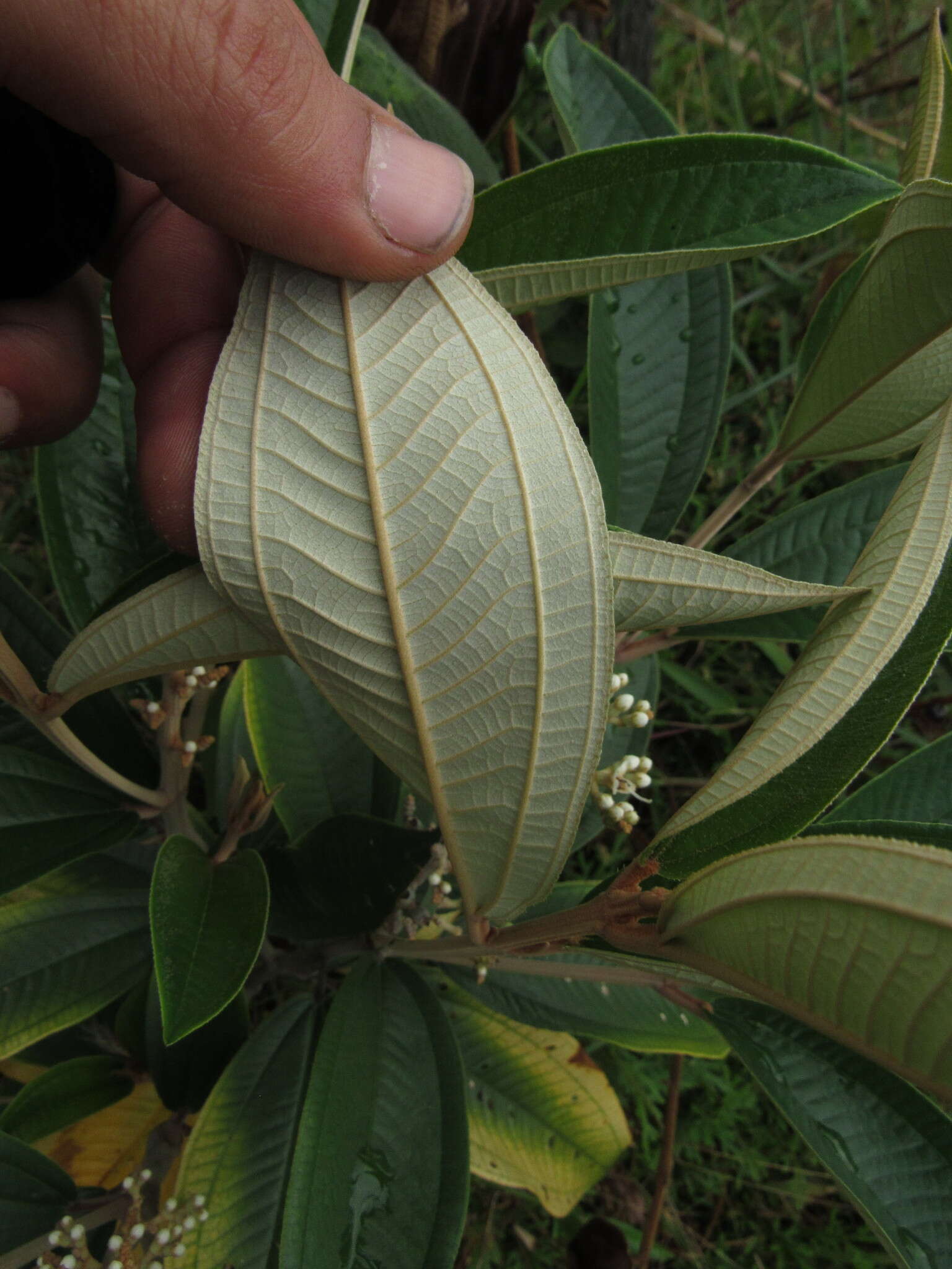 Image of Miconia stenostachya (Schrank & C. Martius) DC.