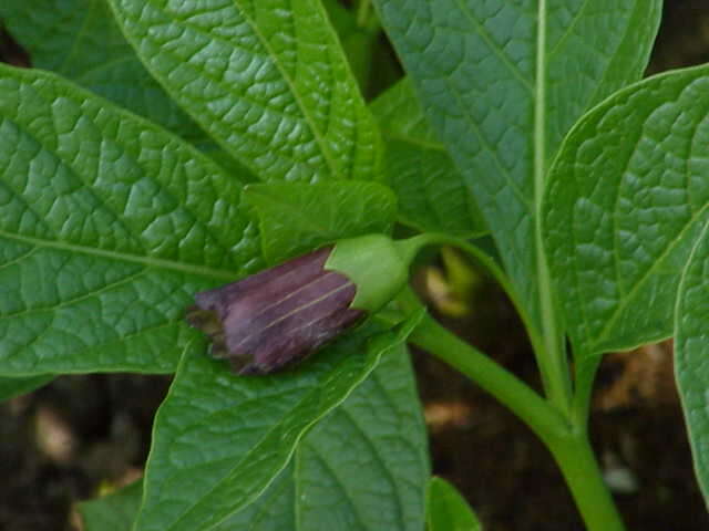 Image of scopolia