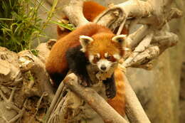 Image of red pandas