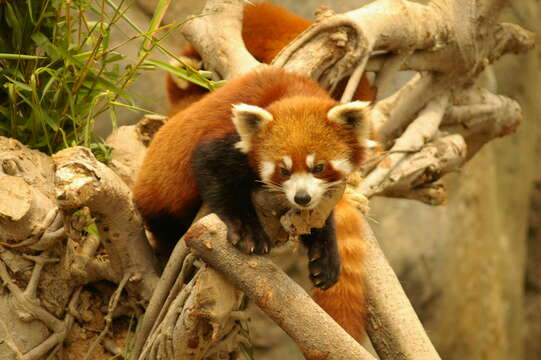 Image of Red panda