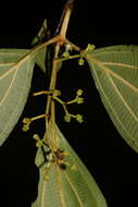 Image de Miconia albertobrenesii Gamba & Almeda