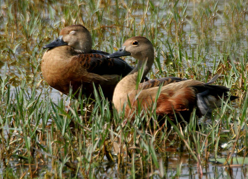 Image of Lesser Whistling Duck