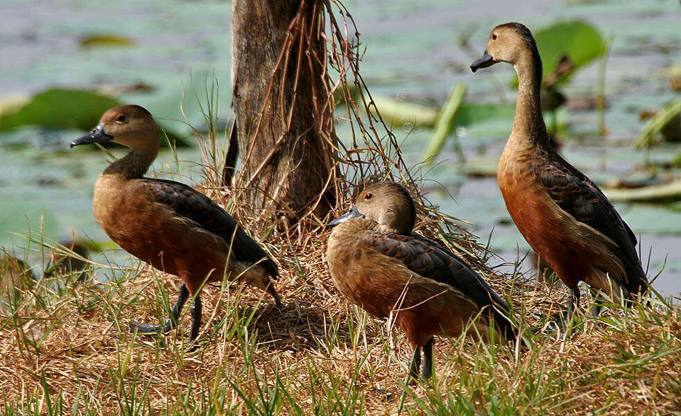 Image of Lesser Whistling Duck