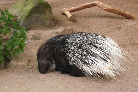 Image of Old World porcupines