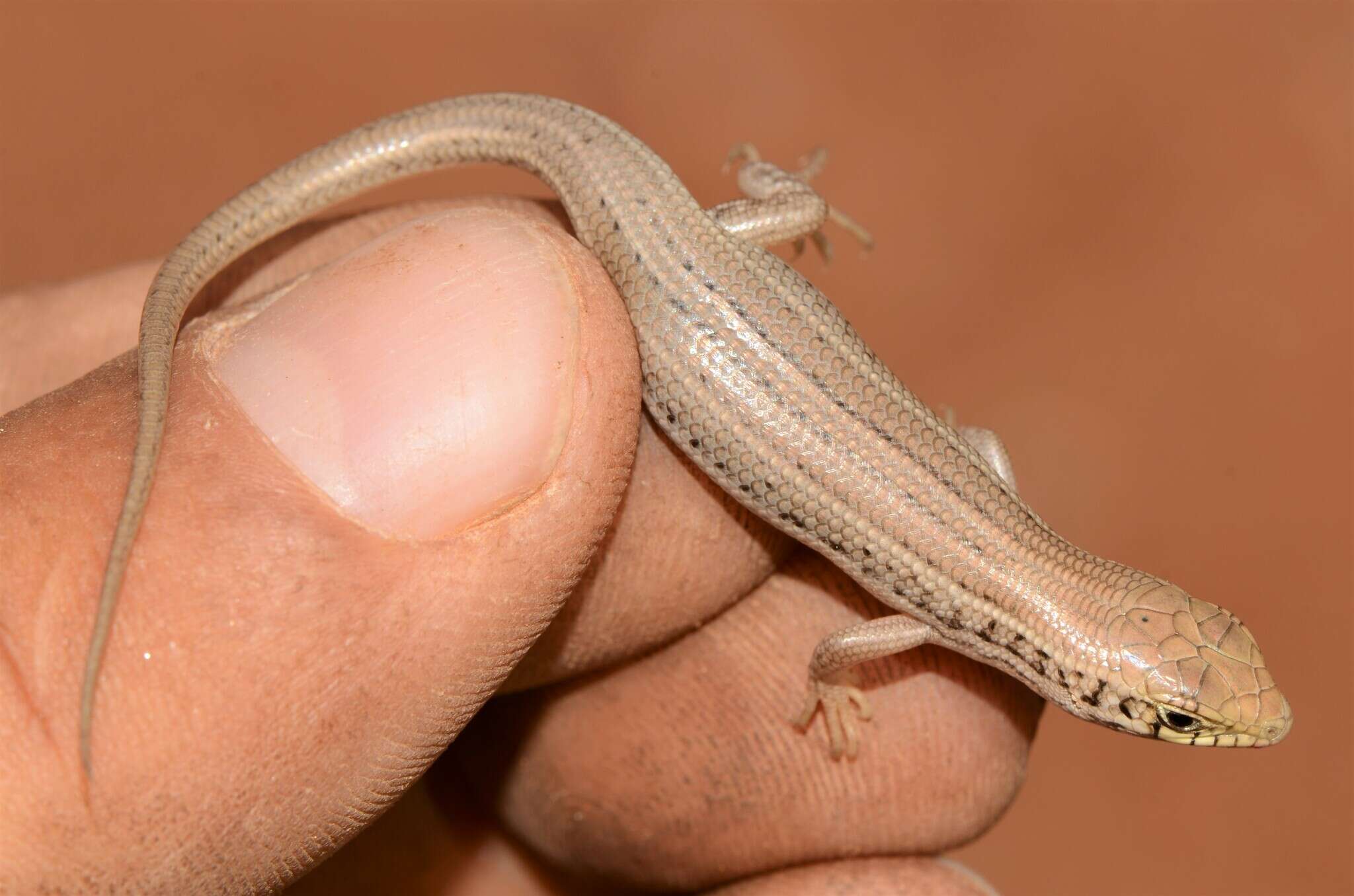 Image of Western three-striped skink