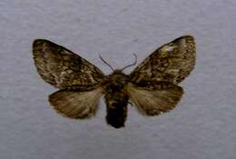 Image of Gluphisia crenata Esper 1785