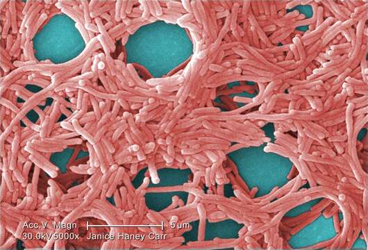 Image of Legionella pneumophila