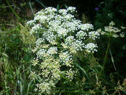 Image of burnet saxifrage