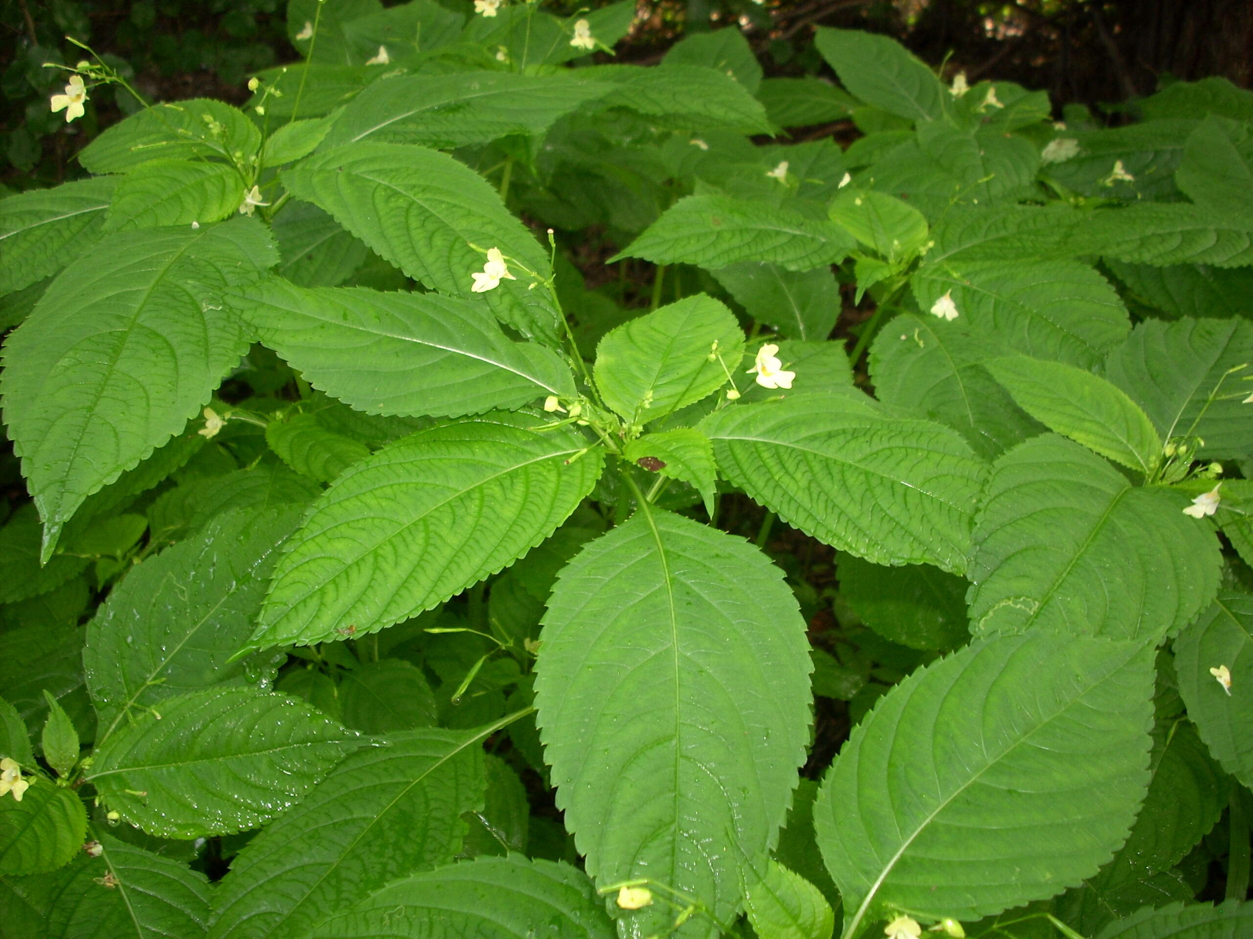 Image of small balsam