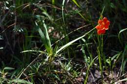 <i>Tricliceras <i>longepedunculatum</i></i> var. longepedunculatum resmi