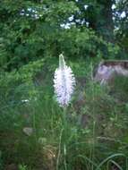 Image of Hoary Plantain