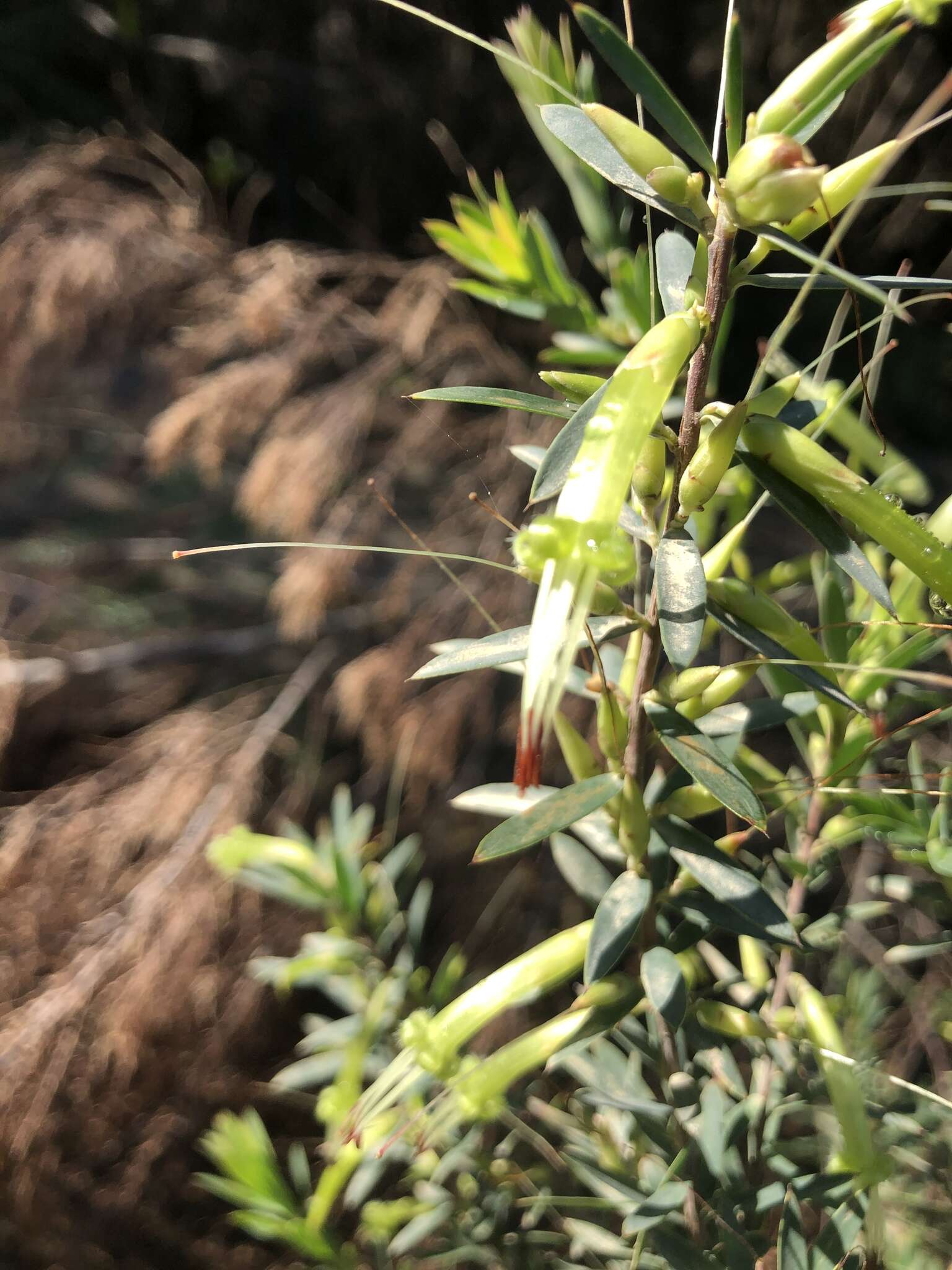 Image of Styphelia viridis Andr.