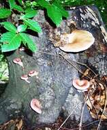 Image of Branched Oyster Mushroom