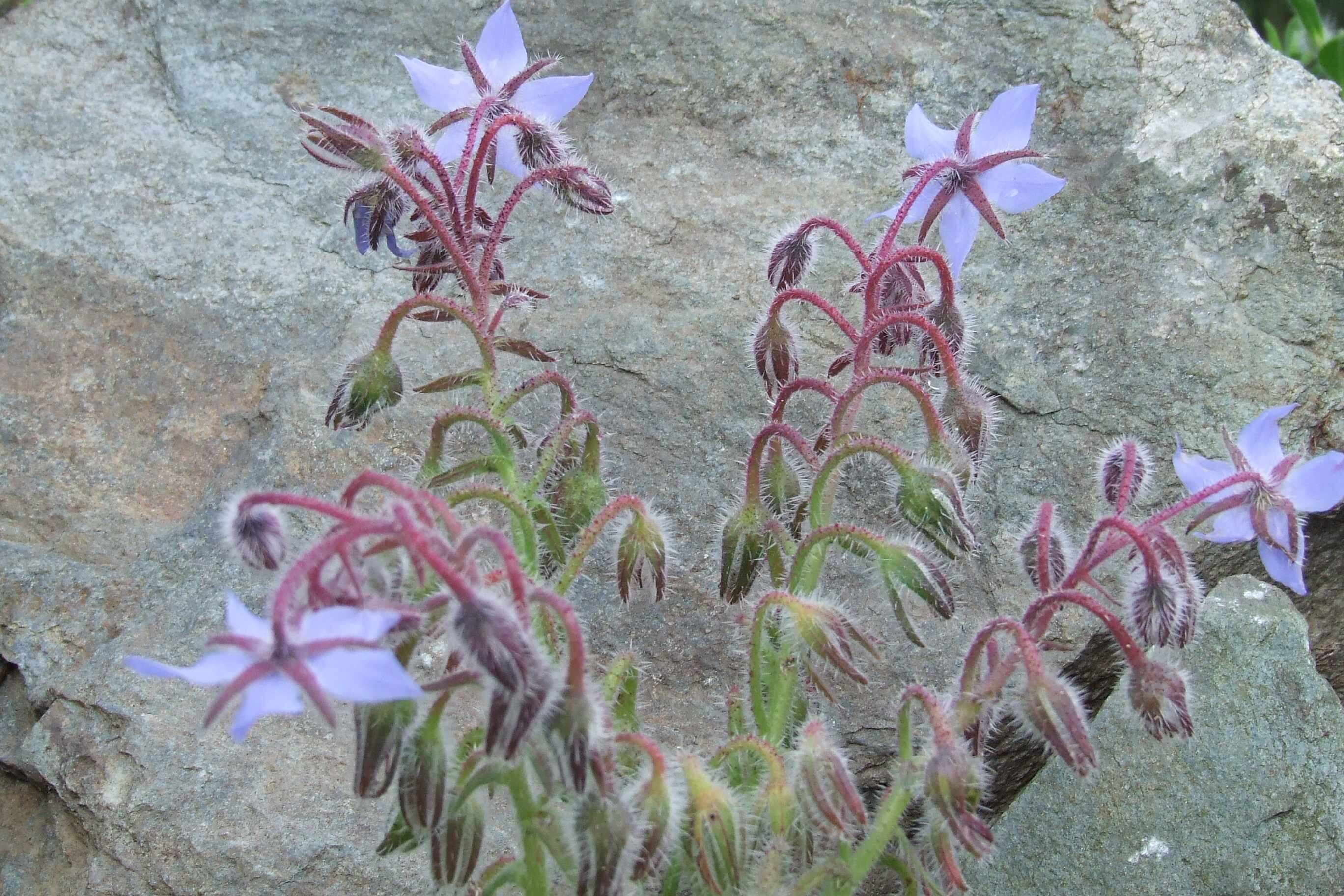 Image of borage