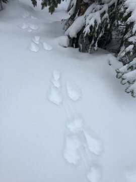 Image of snowshoe hare