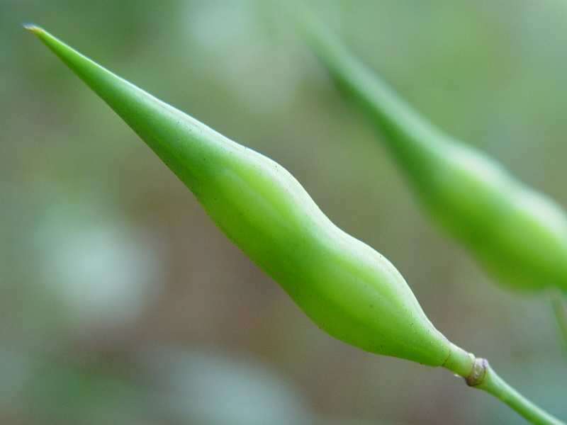 Image of cultivated radish