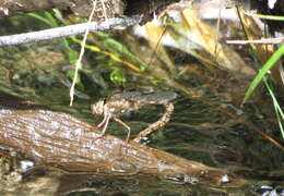 Image of Spotted Darners