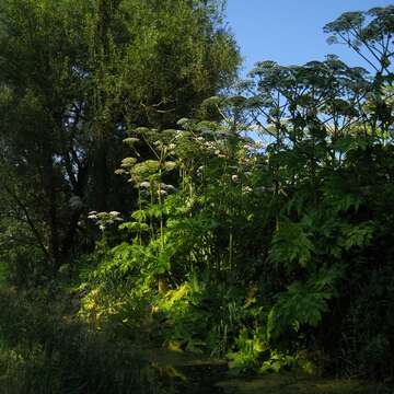 Image of Mantegazzi's Cow-Parsnip