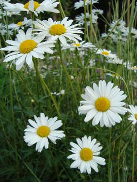 Image of Oxeye Daisy