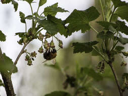 Image of Black Currant