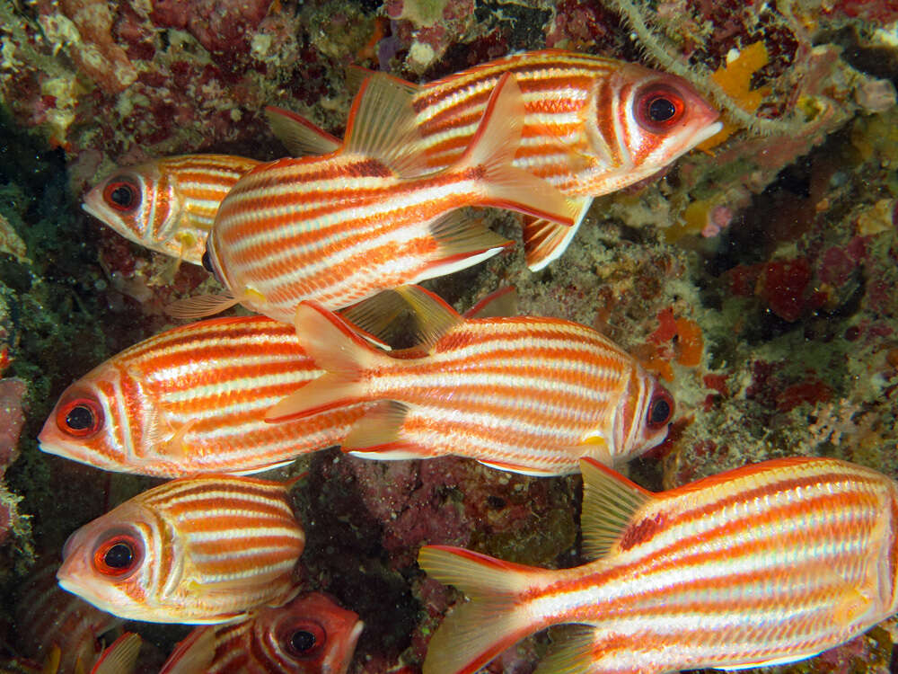 Image of Red Striped Squirrelfish