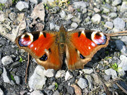 Image of Aglais io