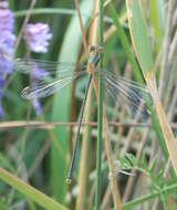 Image of Chalcolestes Kennedy 1920