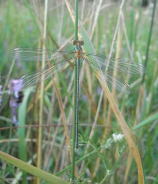 Image of Chalcolestes Kennedy 1920