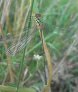 Image of Chalcolestes Kennedy 1920