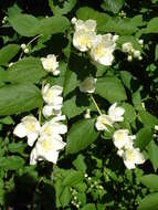 Image of sweet mock orange