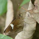 Image of Notocrypta paralysos mangla Evans 1949