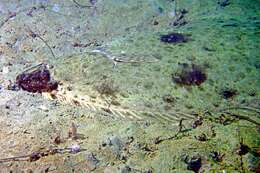 Image of Pacific halibut