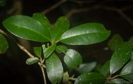 Image of Croton acronychioides F. Muell.