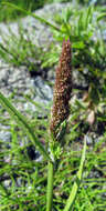 Imagem de Agrostis exarata Trin.