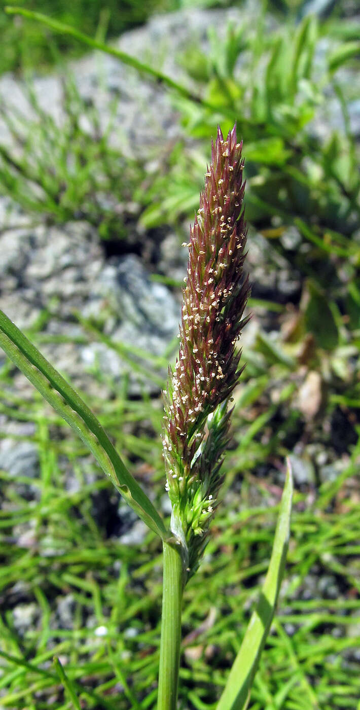 Imagem de Agrostis exarata Trin.