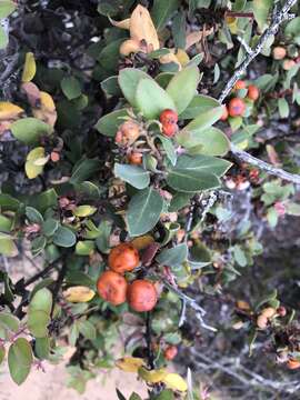 Plancia ëd Arctostaphylos morroensis Wiesl. & Schreiber