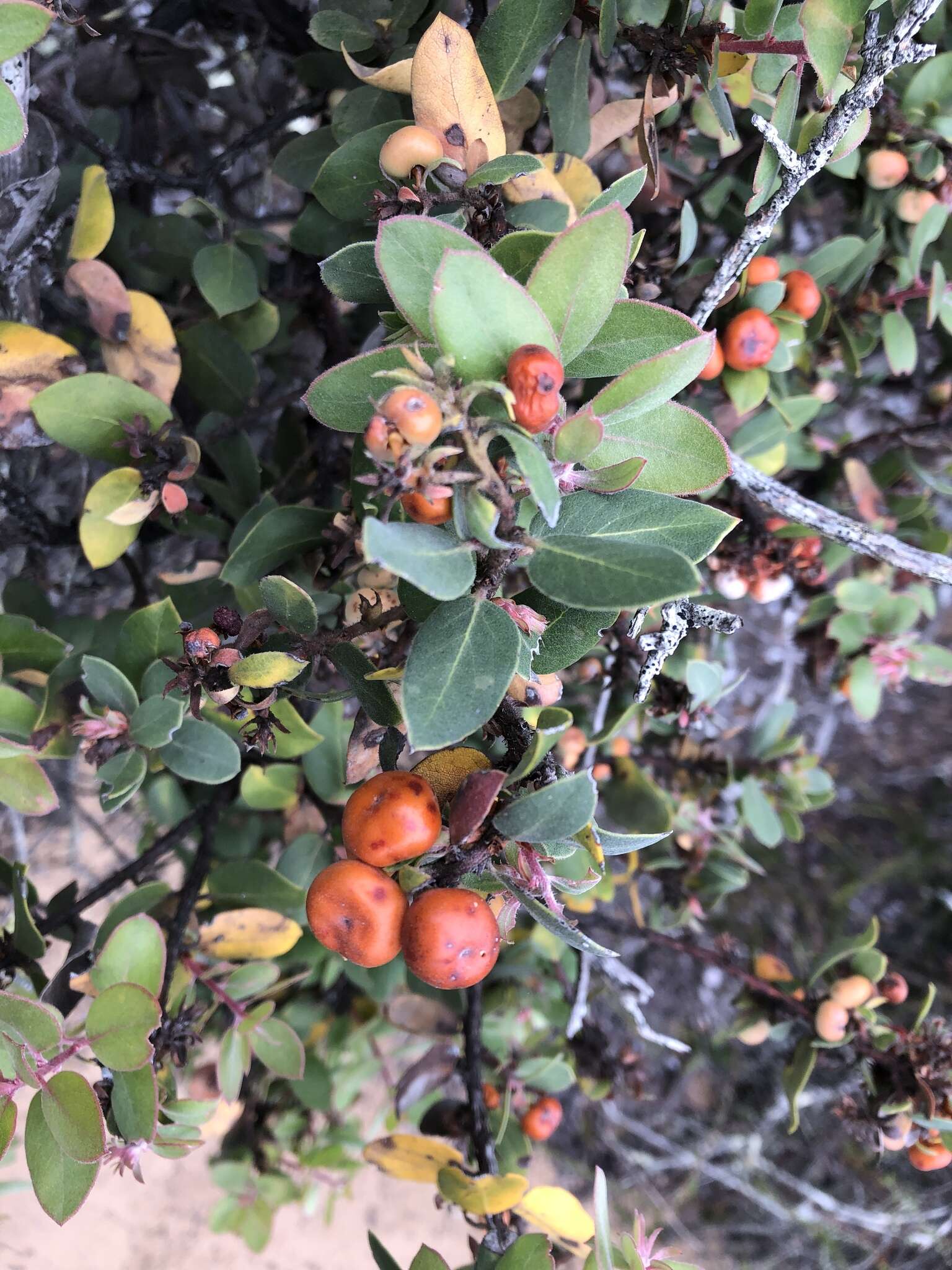 Plancia ëd Arctostaphylos morroensis Wiesl. & Schreiber