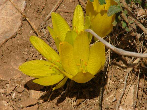 Image of Sternbergia clusiana (Ker Gawl.) Ker Gawl. ex Spreng.