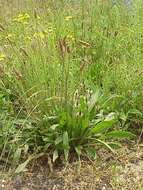 Image of Ribwort Plantain