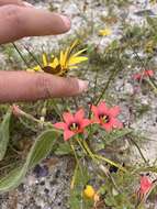 Image of Romulea obscura Klatt