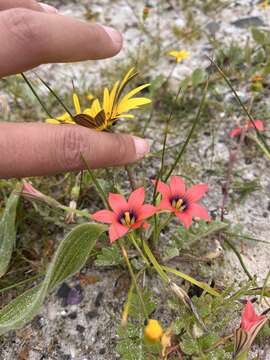 Image of Romulea obscura Klatt