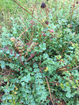 Слика од Sanguisorba minor subsp. minor